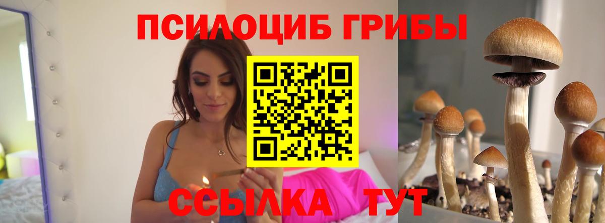 Псилоцибиновые грибы Psilocybe Павлово